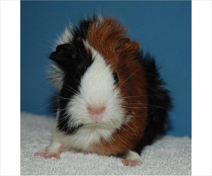 Marsvin Romeo - Salgsbillede af Romeo, taget af opdrætter. billede 4