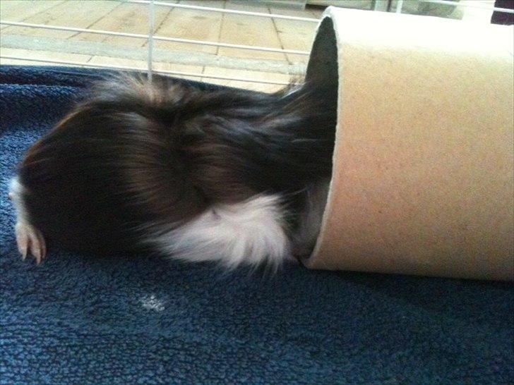 Marsvin Romeo - Hele verden, inklusiv det nye rør, skal undersøges. billede 5