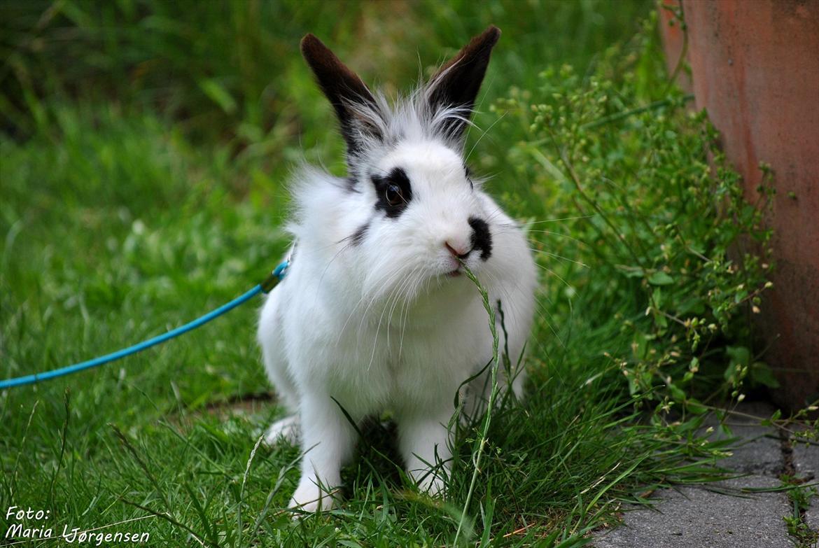 Kanin Jokers Malibue billede 15