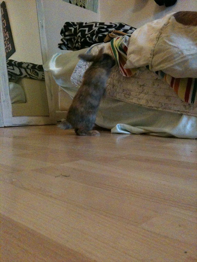 Kanin calanthe - <3 lidt sløret... billede 1