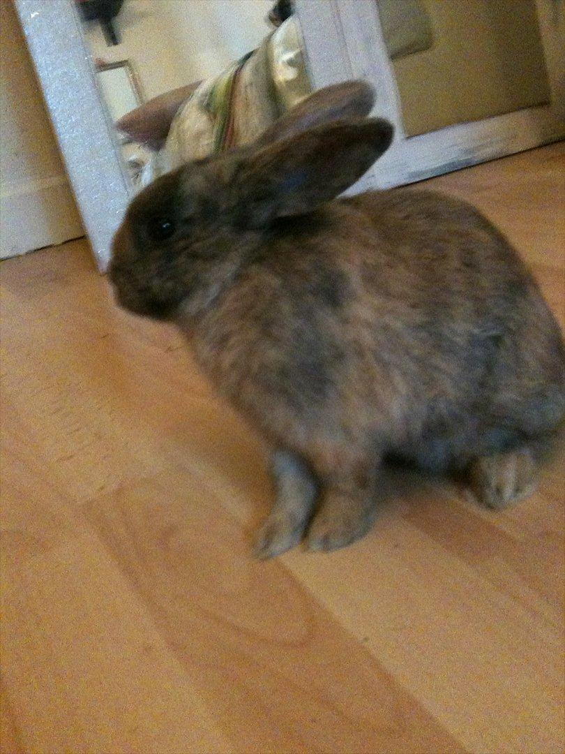 Kanin calanthe - <3 billede 2