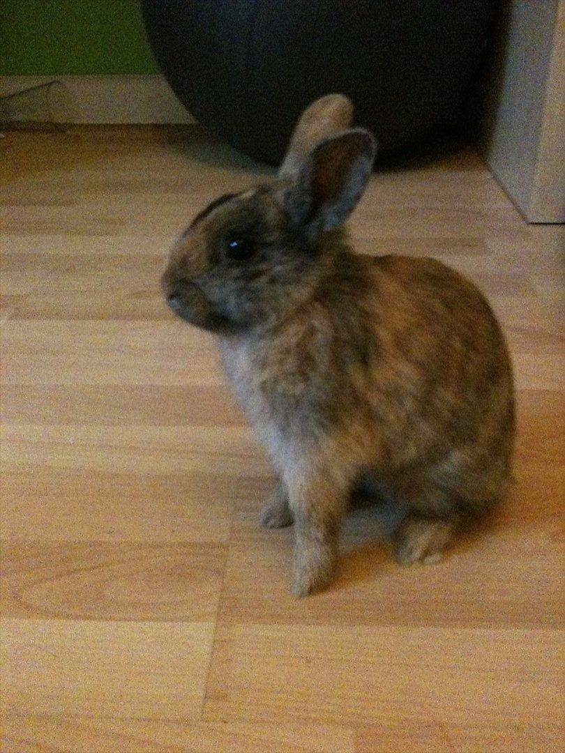 Kanin calanthe billede 3