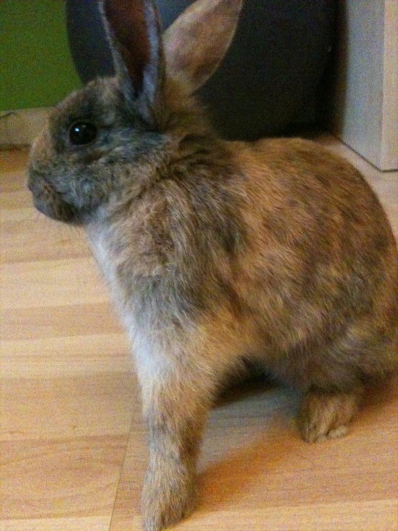 Kanin calanthe billede 4