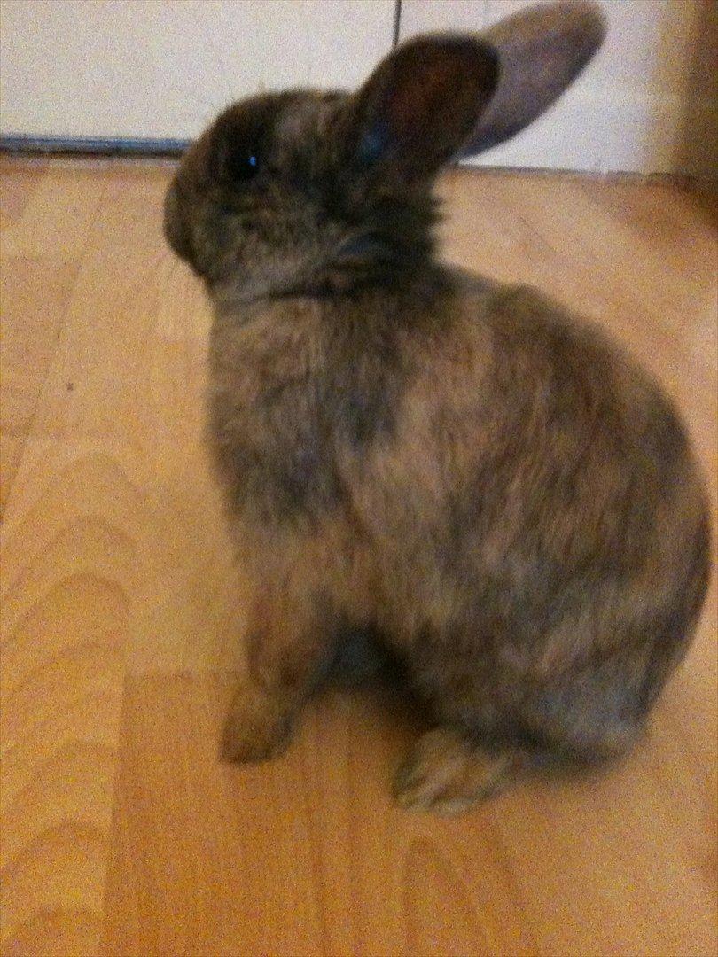 Kanin calanthe billede 5