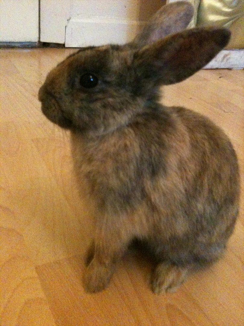 Kanin calanthe billede 6