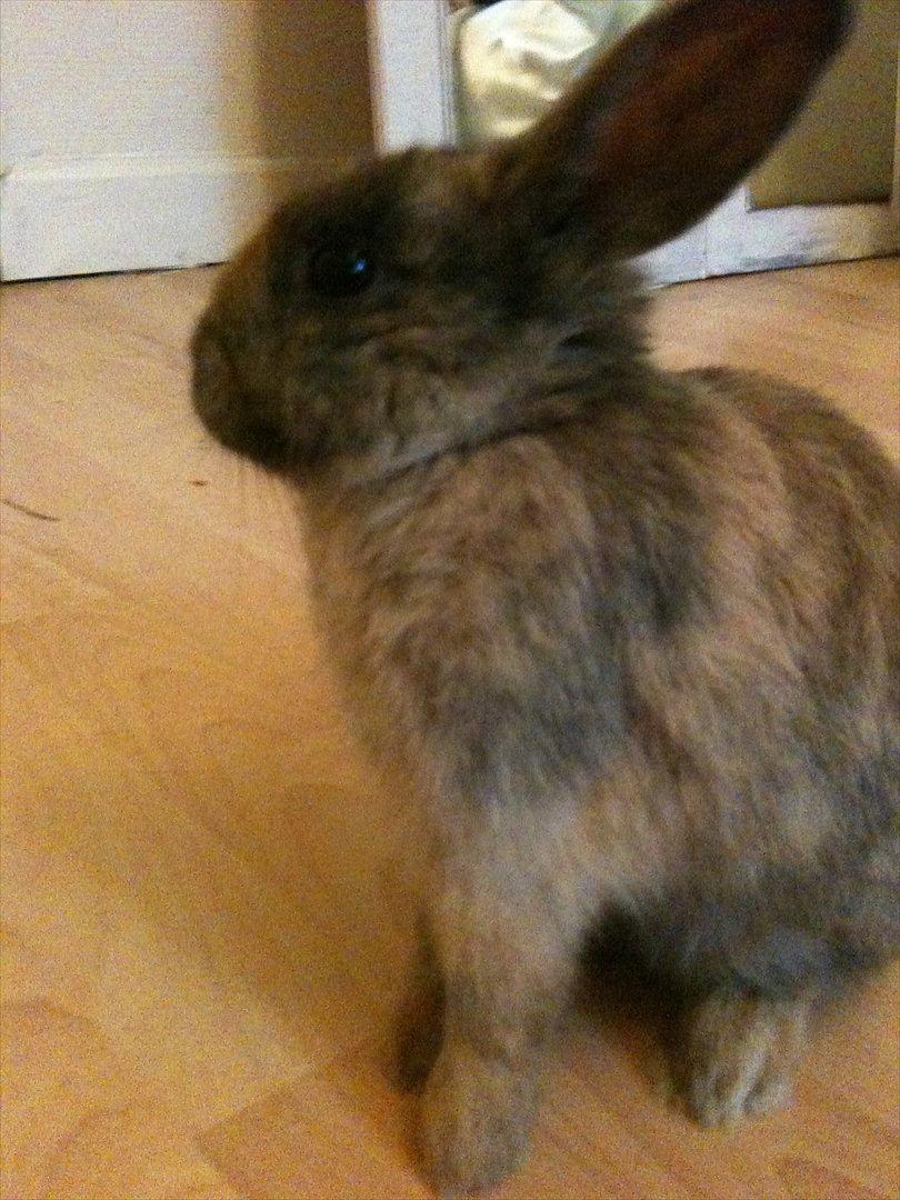 Kanin calanthe billede 7