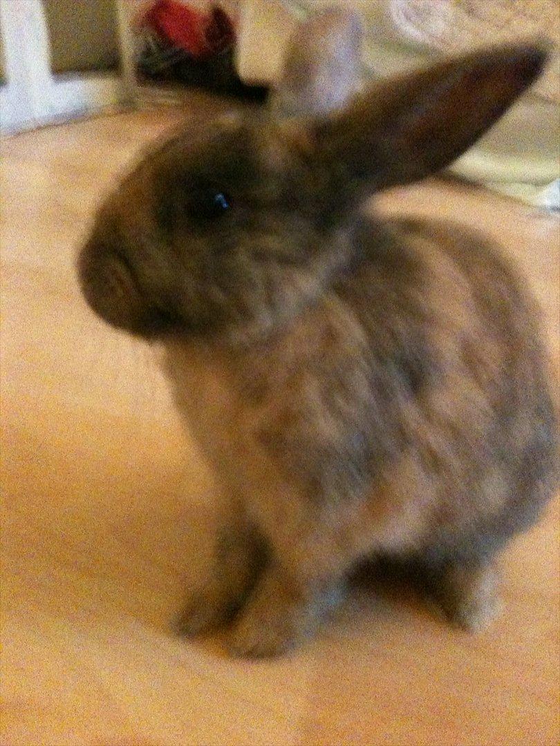 Kanin calanthe billede 8