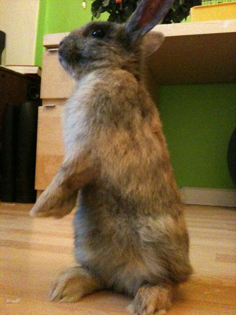 Kanin calanthe - virkelig godt billede!! <3 billede 9