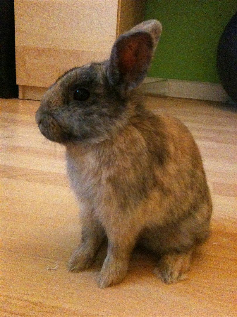 Kanin calanthe billede 10