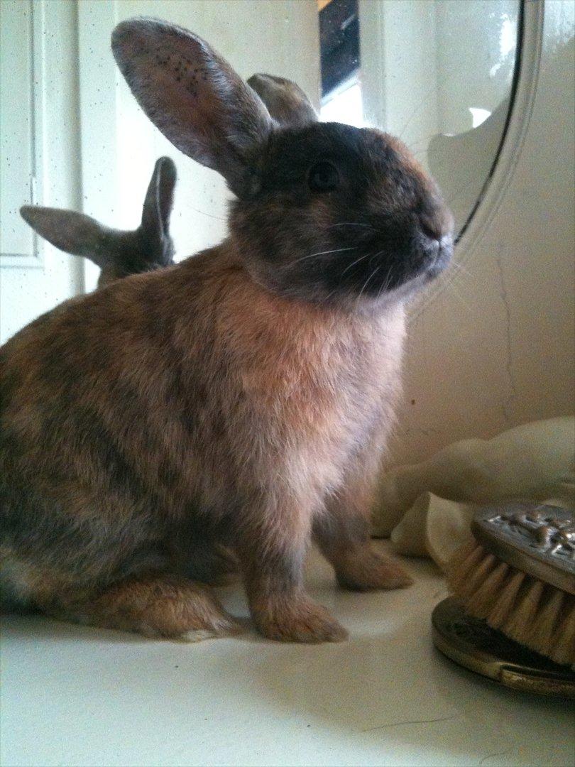 Kanin calanthe billede 11