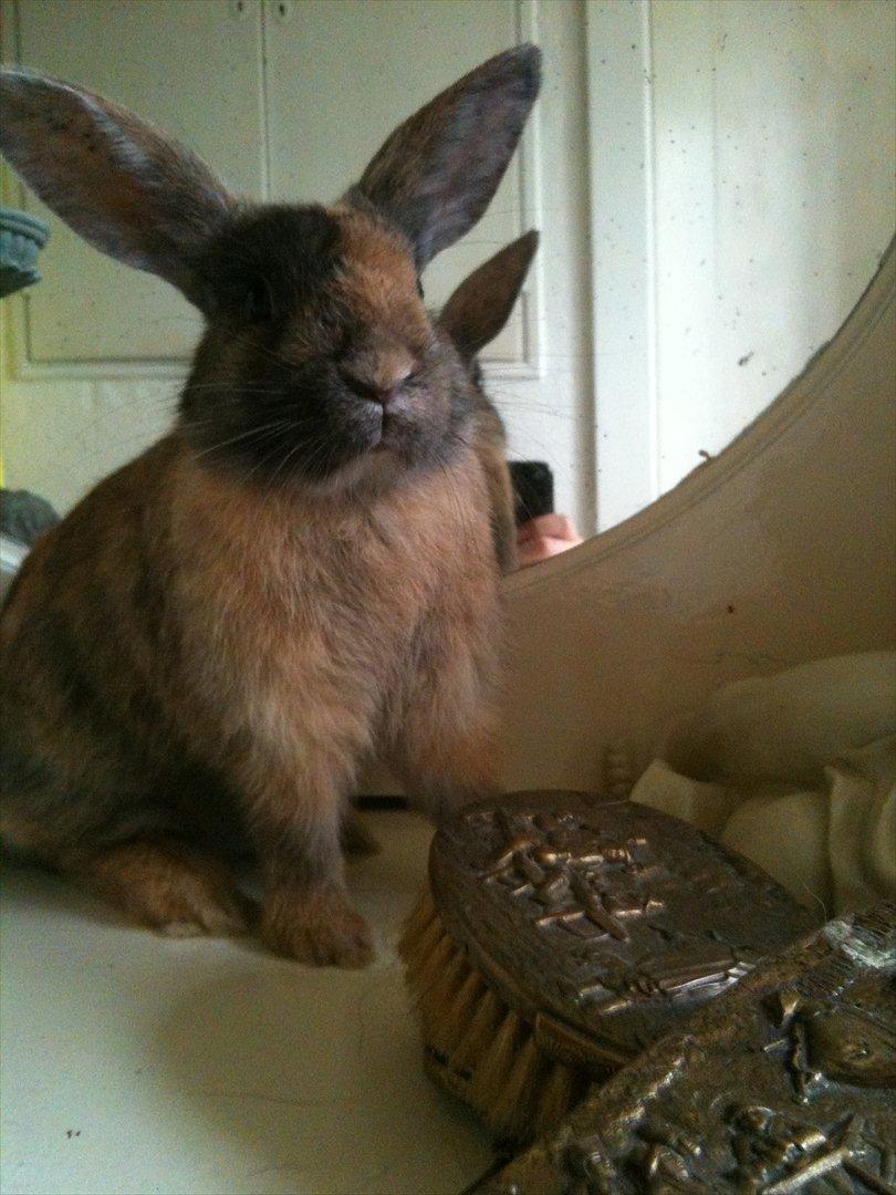 Kanin calanthe billede 12