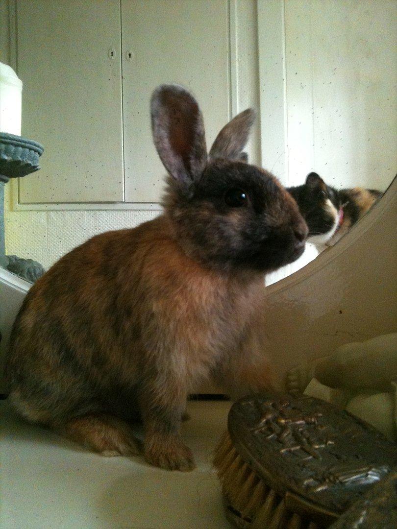 Kanin calanthe billede 13