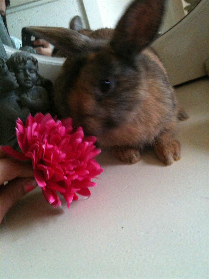 Kanin calanthe billede 14