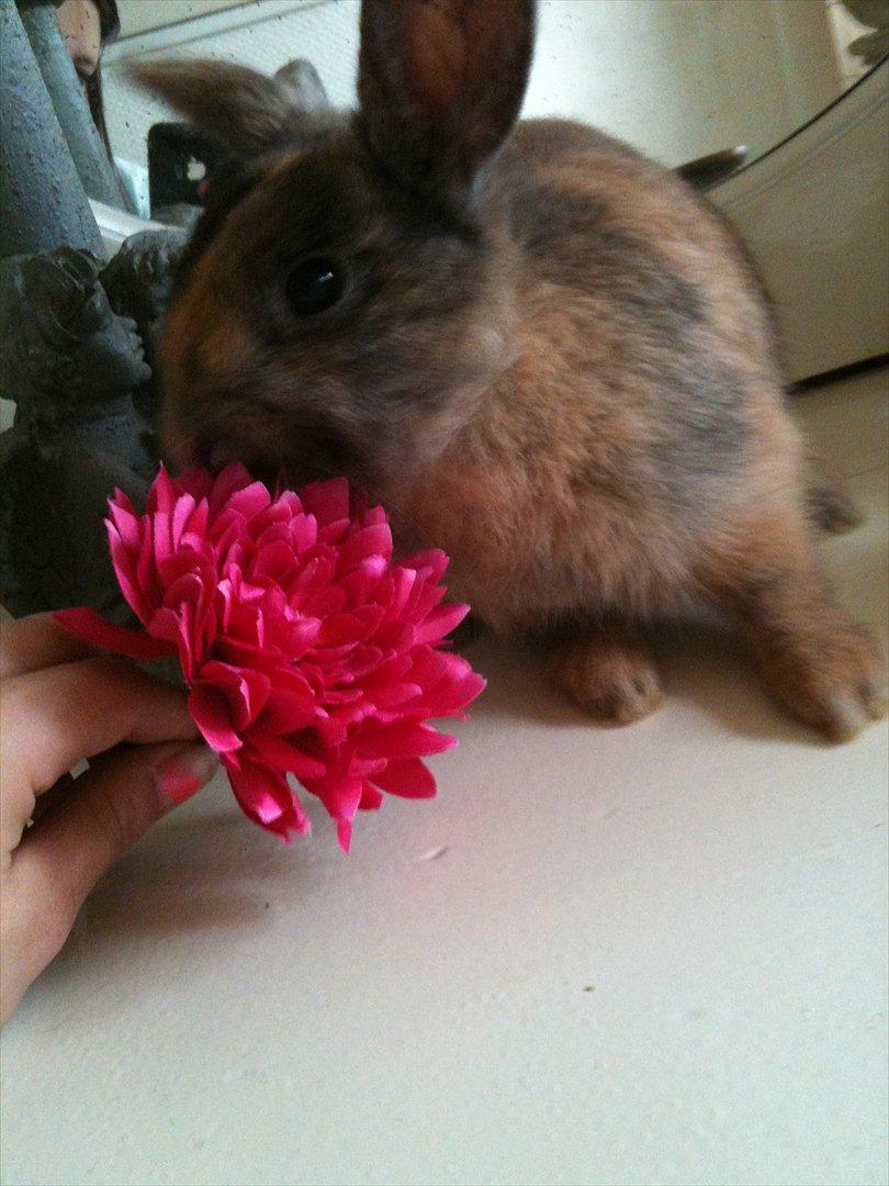 Kanin calanthe billede 15