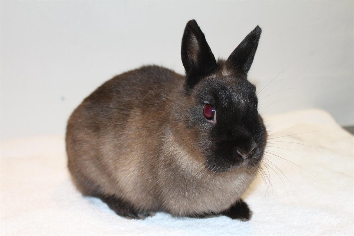 Kanin Cox "Hermelin" billede 1