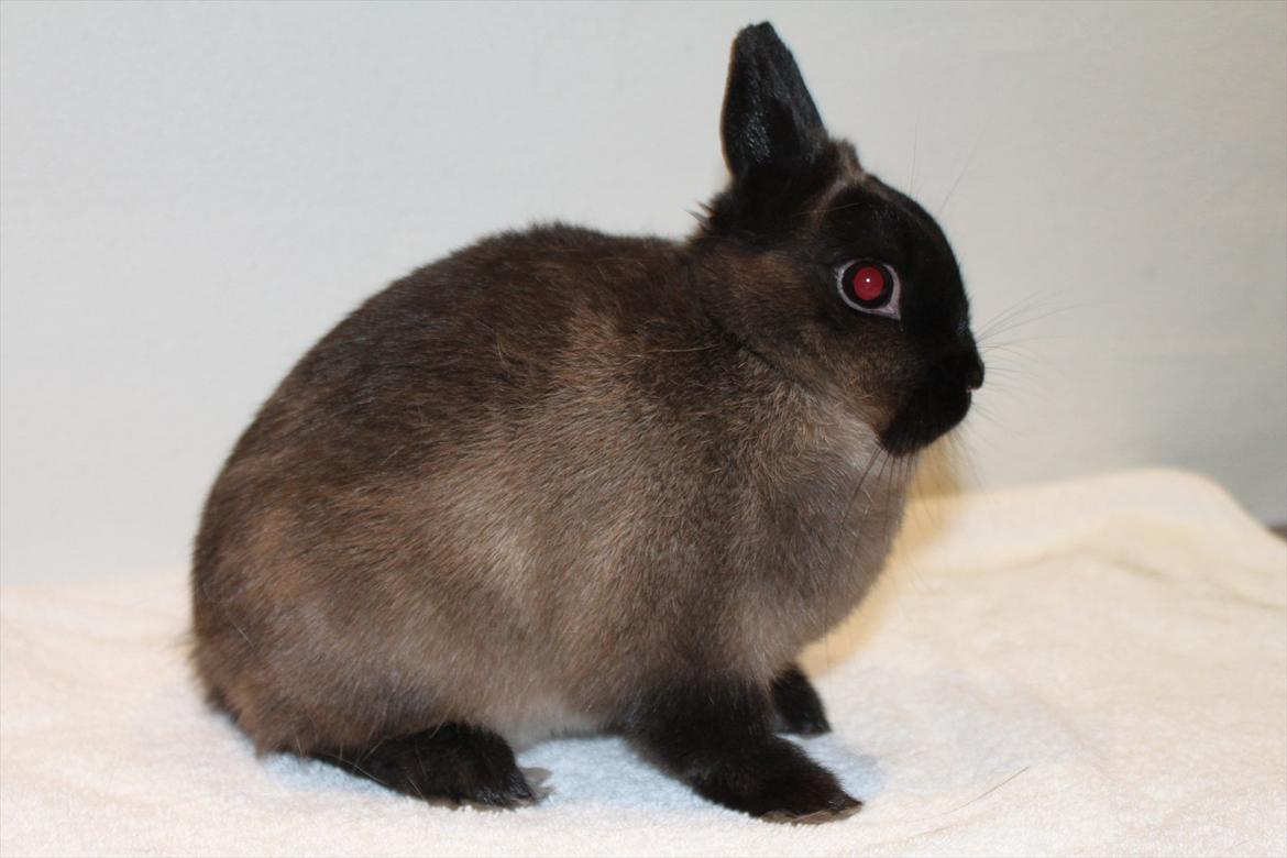 Kanin Cox "Hermelin" billede 2