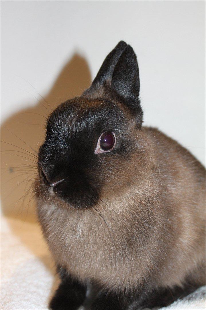 Kanin Cox "Hermelin" billede 3