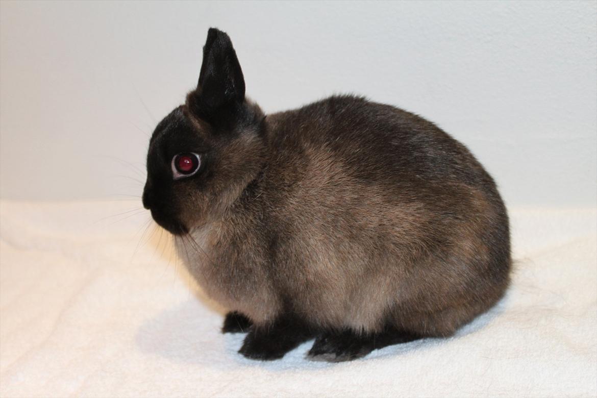 Kanin Cox "Hermelin" billede 4