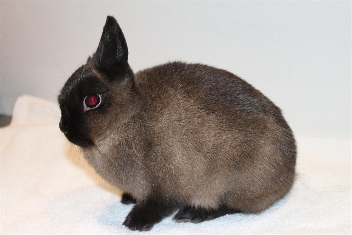 Kanin Cox "Hermelin" billede 5