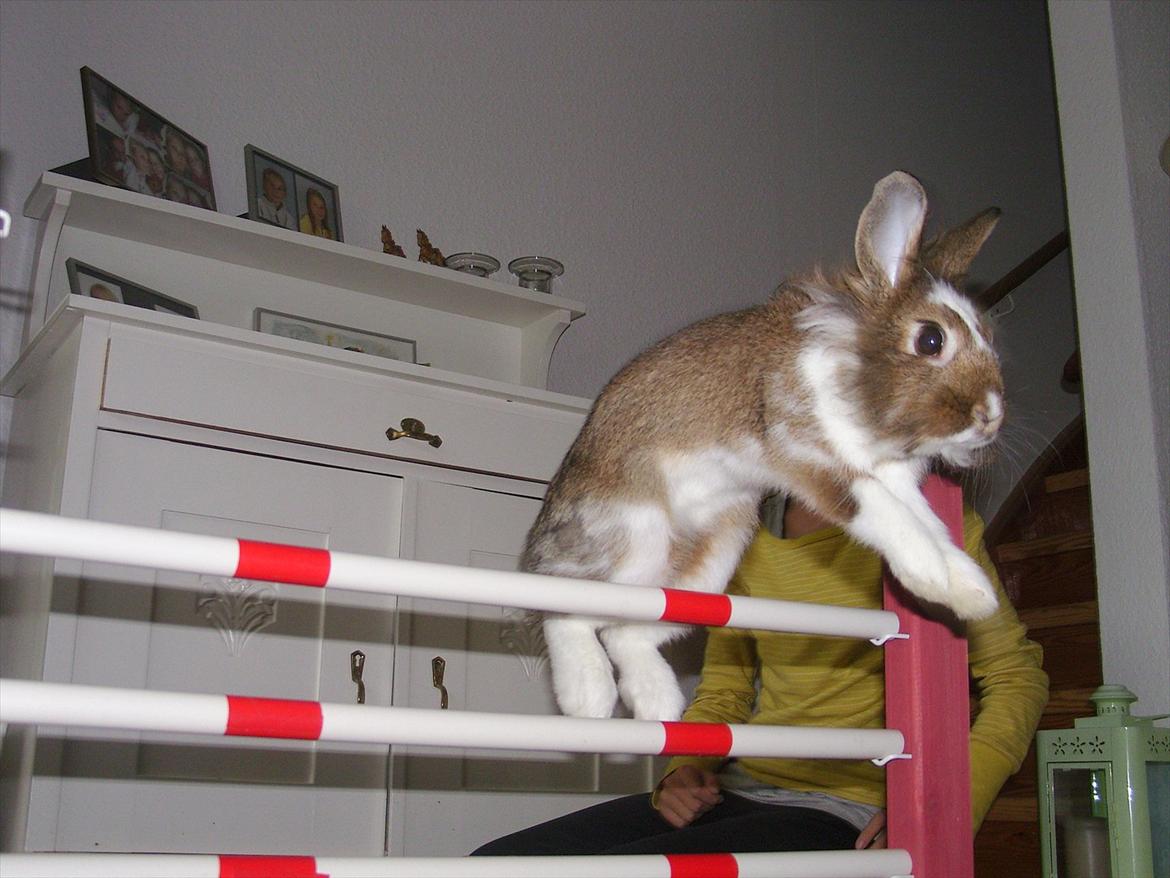 Kanin Unica - Hop ^.^' billede 16