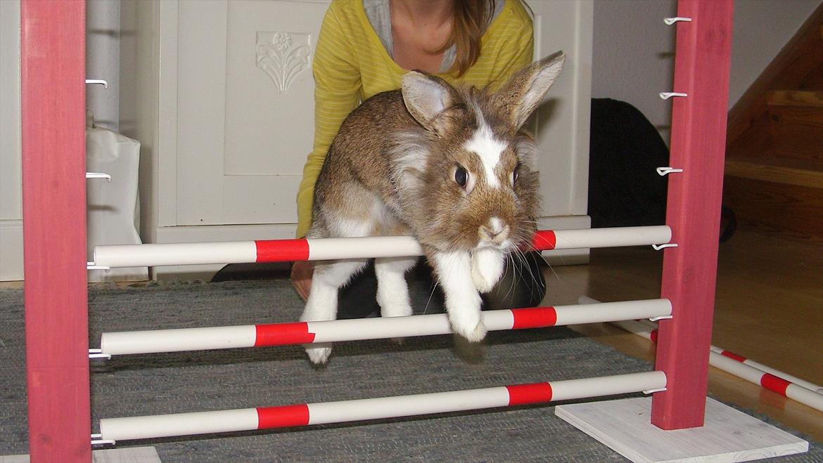 Kanin Unica billede 17