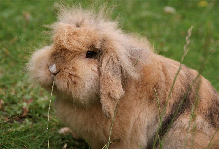 Kanin Løvevædder Kit Kat - (Kitty) billede 1