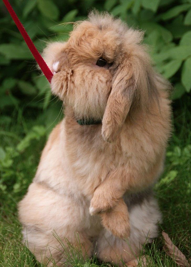 Kanin Løvevædder Kit Kat - (Kitty) billede 5