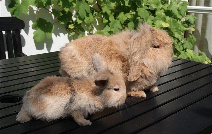 Kanin Løvevædder Kit Kat - (Kitty) - Kitty med en af hans unger :-) billede 20