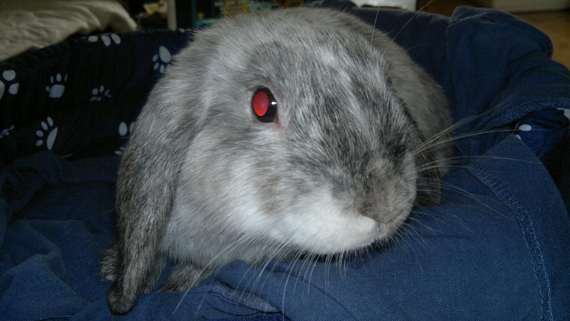 Kanin Nikki billede 11