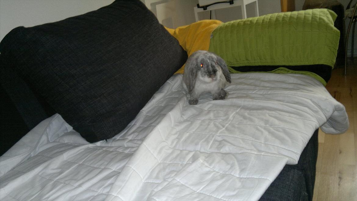 Kanin Nikki billede 12