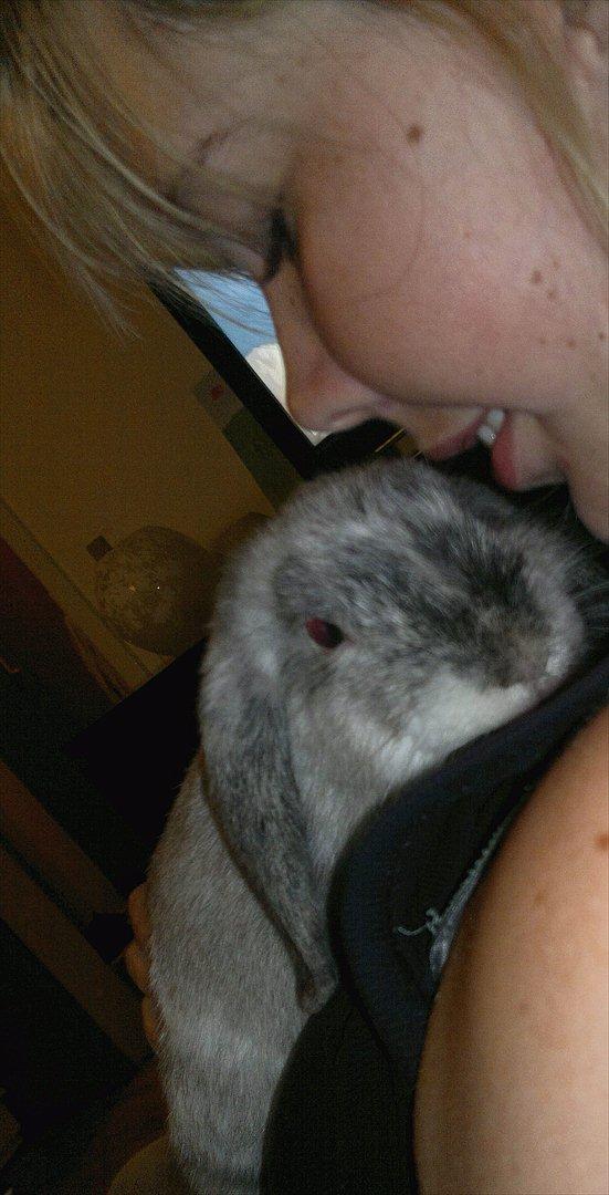 Kanin Nikki billede 13