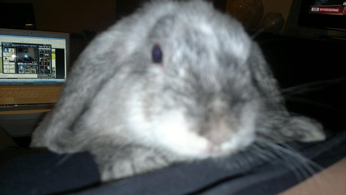 Kanin Nikki billede 14