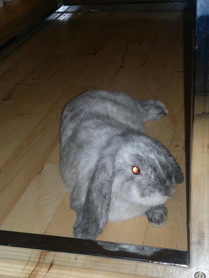 Kanin Nikki billede 15