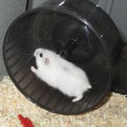 Dværghamster Fister