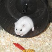 Dværghamster Fister