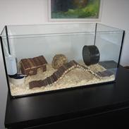 Dværghamster Fister