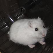 Dværghamster Fister