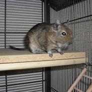 Degu | Ib