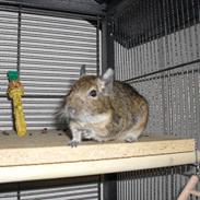 Degu | Ib