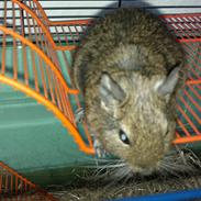 Degu | Ib