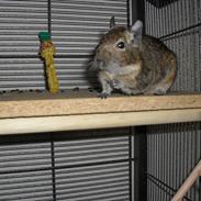 Degu | Ib
