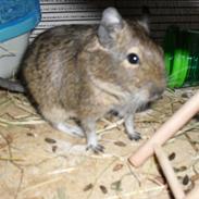 Degu | Ib