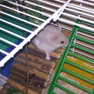 Hamster Mille