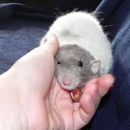 Tamrotte Skralde/Skrumle