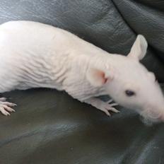 Tamrotte Prinses