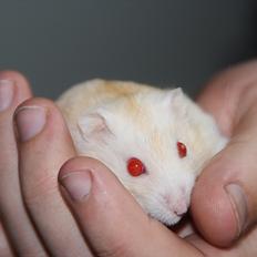 Dværghamster Shakespeares Romeo