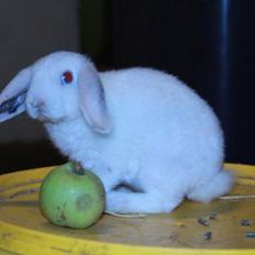 Kanin Fuglsangs "Lille Ged"