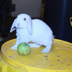 Kanin Fuglsangs "Lille Ged"