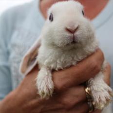 Kanin Fuglsangs "Lille Ged"