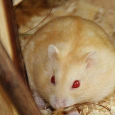 Dværghamster Shakespeares Juliet